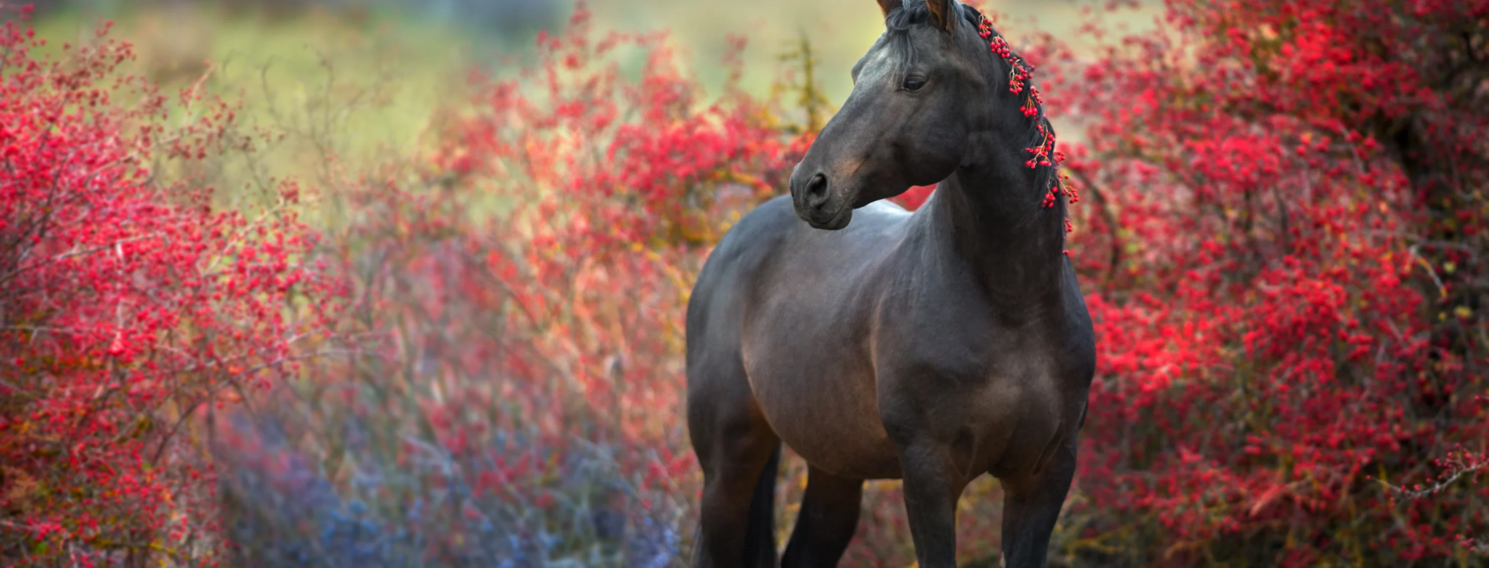 Horse in front of tree with red leaves